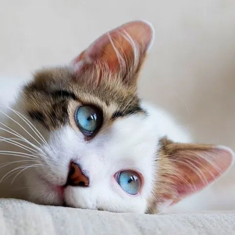 MACSKA NYOMKÖVETŐK